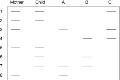 Refer to the figure.   The figure shows a series of STRs (just for one locus) for a mother, a child, and three men who are all being considered as the possible biological father (A, B, and C).Which of the individuals could be the father?
