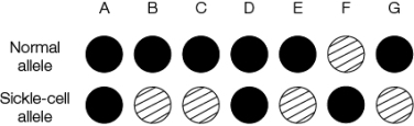 Refer to the figure.   The figure presents the data from individuals who have been tested for sickle-cell anemia using allele-specific oligonucleotide hybridization.The solid circles represent hybridization; the lined circles represent lack of hybridization.Which individuals have sickle-cell anemia?