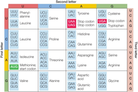Refer to the figure, which shows the genetic code.   Determine which of the following changes would lead to a nonsense mutation.Note that the sequences offered as choices are from the nontemplate DNA strand. A)  TAA to TAC B)  TGT to TGC C)  AAA to AGA D)  CGA to CGC E)  GAA to TAA