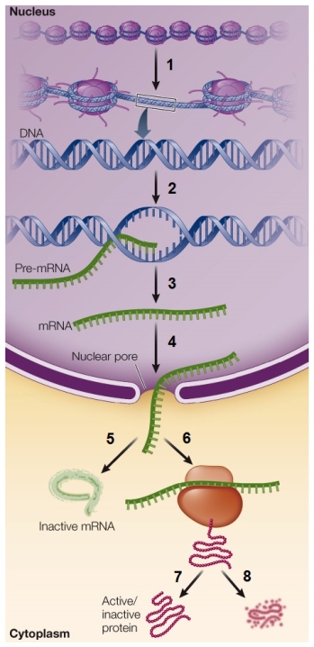 Refer to the figure showing the potential points for the regulation of gene expression.   Which point would be considered posttranslational control? A)  1 B)  2 C)  3 D)  6 E)  7