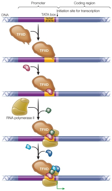 Refer to the figure showing the initiation of transcription in eukaryotes.   Which transcription factor(s)  bind(s)  directly to DNA? A)  B B)  F C)  E and H D)  TFIID E)  B and H