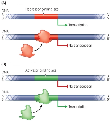 Refer to the figure showing positive and negative regulation.   Which system would be more likely to control the transcription of biosynthetic genes, and why?