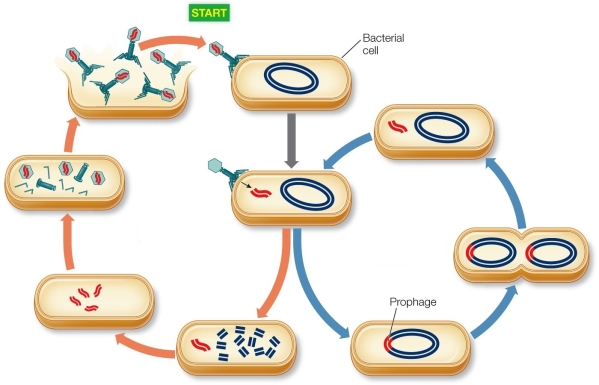 Refer to the figure showing phage life cycles.   What types of processes would be controlled and/or encouraged by lytic cycle genes?
