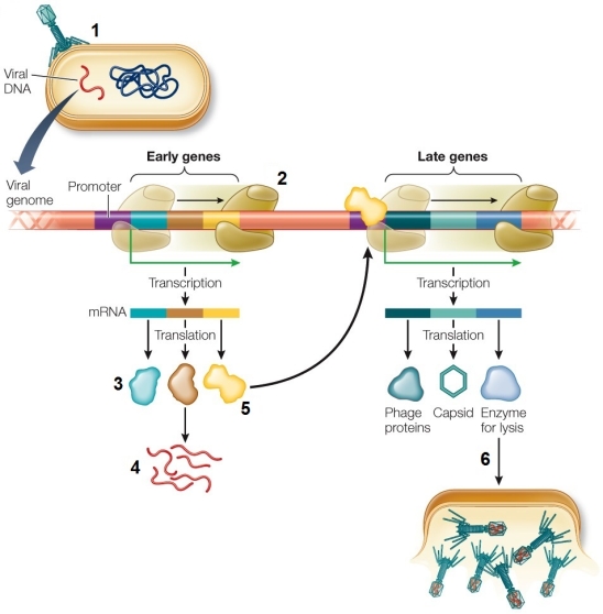 Refer to the figure showing the reproductive cycle of a typical lytic virus.   Which number identifies an early protein that stimulates late gene production?