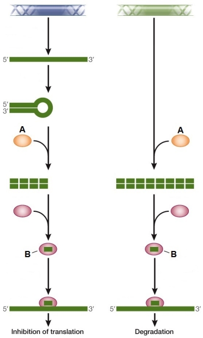 Refer to the figure showing the pathways of microRNAs and siRNAs.   What is structure B and what is it composed of?