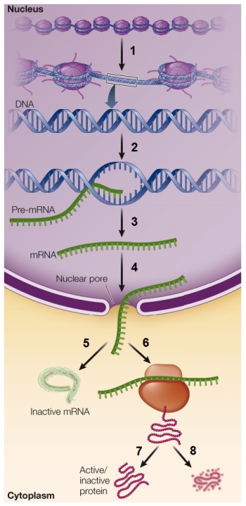 Refer to the figure showing the potential points for the regulation of gene expression.   Which point would not be considered posttranscriptional control? A)  1 B)  3 C)  4 D)  5 E)  6