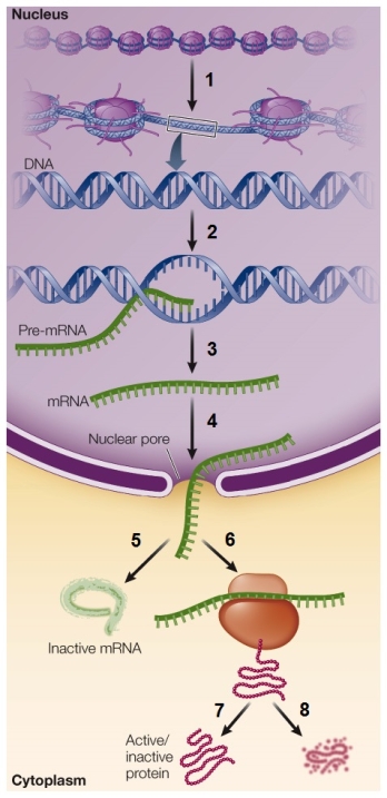 Refer to the figure showing the potential points for the regulation of gene expression.   Blocking which point would be considered transcriptional control? A)  1 B)  2 C)  4 D)  6 E)  8