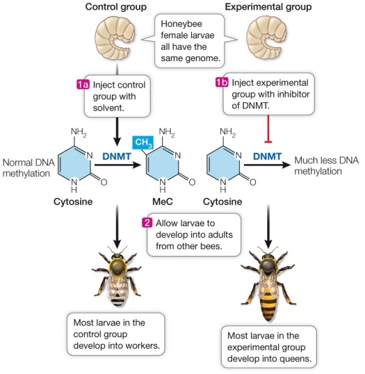 Refer to the figure showing an experiment on female honey bees.   Which conclusion can be drawn from this experiment? A)  Decreasing DNA methylation causes larvae destined to become worker bees to instead become queens. B)  Increasing DNA methylation causes larvae destined to become worker bees to instead become queens. C)  Decreasing DNA methylation causes larvae destined to become queens to instead become worker bees. D)  Increasing DNA methylation causes larvae destined to become queens to instead become worker bees. E)  More data are needed before conclusions can be drawn.