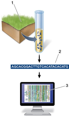 Refer to the figure showing microbial DNA being sequenced and analyzed.   At what step(s)  is/are DNA sequenced? A)  Only step 1 B)  Only step 2 C)  Only step 3 D)  Both steps 1 and 2 E)  Both steps 2 and 3