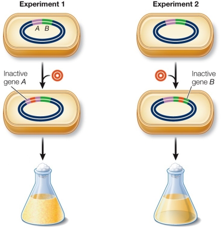 Refer to the figure showing the use of transposons as mutagens in Mycoplasma genitalium.   Which statement is true? A)  Gene A is essential, because there was growth when gene A was mutagenized. B)  Gene A is not essential, because there was growth when gene A was mutagenized. C)  Gene A is not essential, because there was no growth when gene A was mutagenized. D)  Gene A is essential, because there was no growth when gene A was mutagenized. E)  Whether gene A is essential or not depends on gene B.