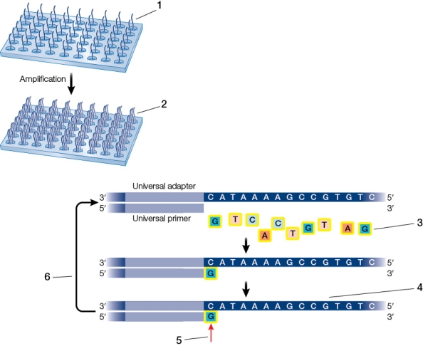 Refer to the figure showing high-throughput sequencing.   At which step does PCR take place?