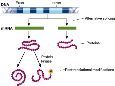 Refer to the figure showing a single gene coding for multiple proteins.   What technique would most likely be used in analysis of the protein variants that occur through the processes shown in the figure? What field uses this type of study?