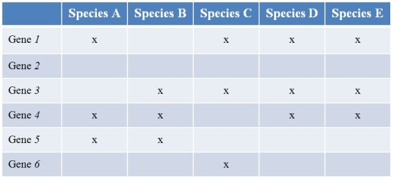 Five prokaryote species (labeled A-E)  have been sequenced.Below are the findings of the genes they contain.(Note:  x  denotes the species possessing a functional copy of the gene.)  Gene 1 is essential for the synthesis of several amino acids.Gene 2 encodes a protein involved in strengthening the cell wall.The functions of the other genes are currently unknown.   Which species would most likely have difficulty growing on a growth medium composed simply of a sugar as a carbon source? A)  Species A B)  Species B C)  Species C D)  Species D E)  Species E