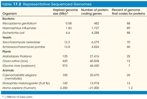 Refer to the table showing various sequenced genomes   With respect to just the part of the genome that codes for proteins, the human coding genome is about _______ times larger than the Drosophila coding genome. A)  1.5 B)  2 C)  5 D)  10 E)  20
