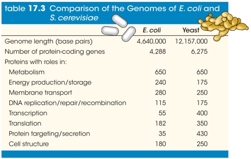 Refer to the table comparing the genomes of E.coli and S.cerevisiae.   Which statement about the genomes of yeasts and nematodes is most likely to be true? A)  The yeast would have many more genes involved in targeting proteins to organelles. B)  The nematode would have many more genes involved in targeting proteins to organelles. C)  The yeast would have many more genes for holding cells together to form tissues. D)  The yeast would have many more genes for intercellular communication. E)  The nematode would have many more genes for intercellular communication.