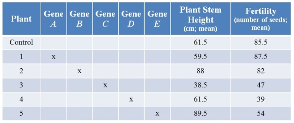 Refer to the table showing results from an experiment in which researchers used CRISPR technology to knock out various genes from a plant.They then examined plant stem height (in centimeters, with calculated means)  and seed production (number of seeds, with calculated means)  with each treatment.(Note: The  x  marks genes that have been knocked out.)    Knocking out which gene had effects only on fertility? A)  Gene A B)  Gene B C)  Gene C D)  Gene D E)  Gene E