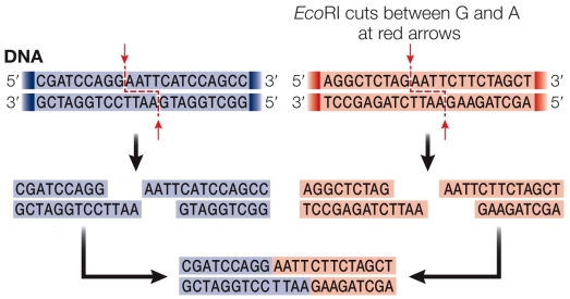 Refer to the figure showing the recognition sequence for EcoRI.   Why is this restriction enzyme more suited for use in recombinant DNA technology than one that cuts only once at the restriction site?