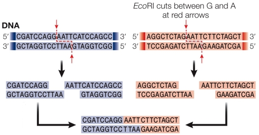 Refer to the figure showing the recognition sequence for EcoRI.   DNA ligase closes the gap between nucleotides that have been cut with restriction enzymes and then reannealed between DNA strands cut with the same restriction enzyme.In the figure, where are the phosphate groups located?