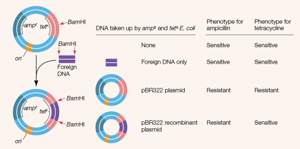 Refer to the figure showing an experiment using selectable marker (reporter) genes.   Some cells are resistant to ampicillin and sensitive to tetracycline, some are sensitive to both antibiotics, and some are resistant to both.Which of these cell types should be the lowest in proportion in this experiment, and why?