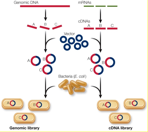 Refer to the figure showing how genomic libraries can be constructed.   Use the information in the figure to briefly describe the ways a cDNA library differs from a genomic DNA library.