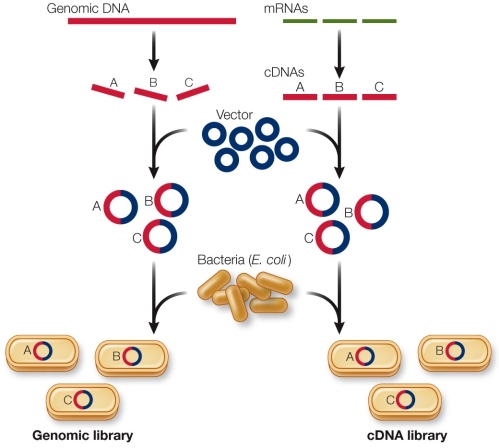 Refer to the figure showing how genomic libraries can be constructed.   Of a mouse or yeast, in which organism would the difference in size between the cDNA library and the genomic library be larger? Explain your answer.