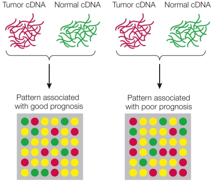 Refer to the figure showing the steps used in microarray analysis to detect differences in expression between tumor tissue and normal tissue.The spots in the bottom panel represent individual genes for patients who have good prognoses (left) as well as for those who have poor ones (right).The colors of those spots represent levels of expression: red = high expression, yellow = intermediate expression, green = low expression.   At what stage does hybridization with oligonucleotides occur?