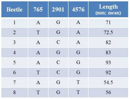 Refer to the table.A gene might affect the length of bristles of a beetle.Using CRISPR technology, biologists have altered the sequence of this gene at three different nucleotides (765, 2901, and 4576)  and have measured the length of bristles (in millimeters, with calculated means) .In nature, most beetles have A at position 765, G at position 2901, and A at position 4576 (see beetle 1) .   Changing A to T at position 765 _______ the length of bristles, and changing G to C at position 2901 _______ the length of bristles. A)  increases; increases B)  increases; has no effect on C)  has no effect on; increases D)  has no effect on; decreases E)  decreases; has no effect on