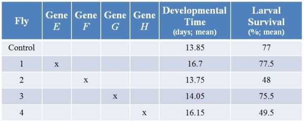 Refer to the table.In this experiment researchers used CRISPR technology to knock out various genes from a fly.They then examined the developmental time (in days, with confidence limits) and larval survival (percent, with confidence limits) for each treatment.The  x  marks genes that have been knocked out.   Knocking out gene _______ decreases development rate but has little effect on larval survival.