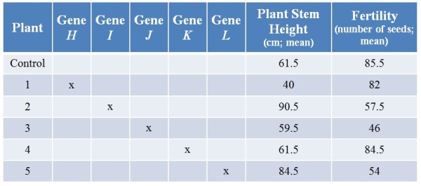Refer to the table showing results from an experiment in which researchers used CRISPR technology to knock out various genes from a plant.They then examined plant stem height (in centimeters, with calculated means)  and seed production (number of seeds, with calculated means)  with each treatment.(Note: The  x  marks genes that have been knocked out.)    Knocking out which gene had effects only on fertility? A)  Gene H B)  Gene I C)  Gene J D)  Gene K E)  Gene L