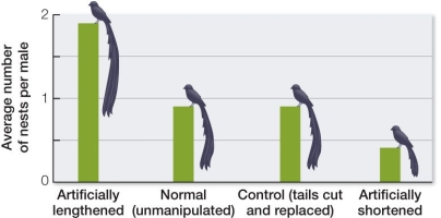 Refer to the figure.   Suppose an experiment like that of Malte Andersson were repeated in a different population of widowbirds, and the results shown were obtained.What inferences would you draw from these results? Would sexual selection still be operating?