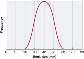 Refer to the graph showing beak size for a population of a species of Darwin's finches.   Draw a graph showing what the resulting population would most likely look like after a generation of directional selection for smaller beak size.