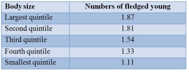 The numbers of fledged young from female robins of different sizes were assayed and are presented in the table.   Assume that body size is at least partially heritable.Assuming that all other fitness aspects (survival, etc.)  are independent of size, this population is most likely experiencing ______ selection, and the population should _______ in size over many generations. A)  directional; increase B)  directional; stay the same C)  directional; decrease D)  stabilizing; increase E)  stabilizing; decrease