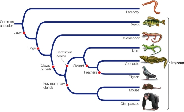 Refer to the phylogenetic tree below showing the phylogenetic relationships among eight species.Red dots indicate the appearance of derived traits.   The positions of which two taxa could be reversed without changing the meaning of the tree? A)  Crocodile and pigeon B)  Crocodile and lizard C)  Mouse and pigeon D)  Lizard and salamander E)  Lamprey and chimpanzee