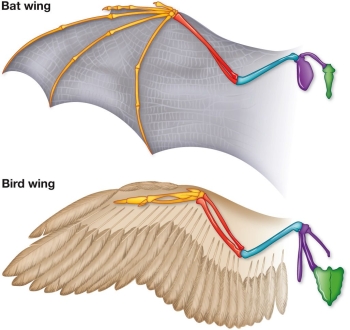 Refer to the figure showing the wing and support structures (bones)  of bat and bird wings.   The similarities in the wings of bats and birds as adaptations for powered flight evolved through _______, which is a _______. A)  convergent evolution; homoplasy B)  convergent evolution; synapomorphy C)  evolutionary reversal; homoplasy D)  evolutionary reversal; synapomorphy E)  ancestral inheritance; synapomorphy
