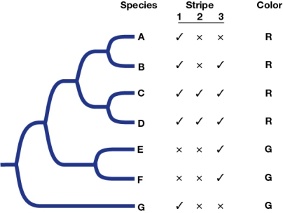 Refer to the figure.   Which of the following is most likely a homoplasy? A)  Species A and B both having stripe 1 B)  Species A and D both having stripe 1 C)  Species A and B both lacking stripe 2 D)  Species A and G both lacking stripe 2 E)  Species A and G both lacking stripe 3