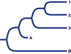 Refer to the figure.   The figure shows the phylogeny of three extant species of turtles.Species 1 and 2 have a particular bone structure, while species 3 does not.The most generally accepted opinion is that the structure evolved after species 1 and 2 diverged from species 3.Recently, some scientists have questioned this and suggested that the structure evolved before species 1, 2, and 3 diverged from the common ancestor and that the structure was lost in species 3.Two fossils (A and B)  have been discovered.Which information from these fossils would best support the new claim that species 3 lost the structure? A)  Look at species A. If the structure is present there, the new claim is supported. B)  Look at species A. If the structure is absent there, the new claim is supported. C)  Look at species B. If the structure is present there, the new claim is supported. D)  Look at species B. If the structure is absent there, the new claim is supported. E)  Fossil data cannot be used to address this question.