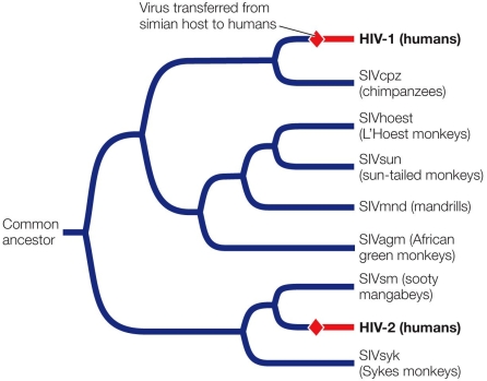 Refer to the figure showing a phylogenetic tree of immunodeficiency viruses.   As the figure shows, phylogenetic analysis of HIV and nonhuman SIV demonstrates that HIV is _______ and SIV is _______. A)  monophyletic; monophyletic B)  monophyletic; paraphyletic C)  paraphyletic; monophyletic D)  polyphyletic; monophyletic E)  polyphyletic; paraphyletic
