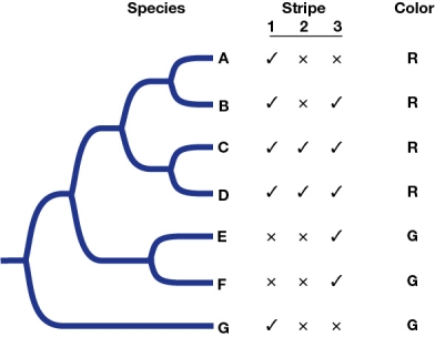Refer to the figure.   The figure shows the phylogeny of seven species of beetles (A through G).The figure also shows whether the beetles have (marked with check) or do not have (marked with an x) one of three stripes.It also states the color of the beetle (R for red and G for green). The loss of stripe 3 in species _______ is an example of a homoplasy.