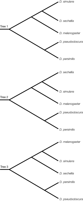 Refer to the figure.   Which of the three phylogenetic trees of the Drosophila species is different from the other two? Explain.
