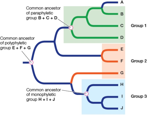 Refer to the figure.Most classification systems are designed to reflect evolutionary relationships of organisms.This is also the case in this phylogenetic tree, where there are three groups (taxa) that have been classified: group 1 (red), group 2 (yellow), and group 3 (blue).   Most classification systems are designed to reflect evolutionary relationships of organisms.This is also the case in this phylogenetic tree, where there are three groups (taxa) that have been classified: group 1 (green), group 2 (orange), and group 3 (blue). Which of the taxa in the diagram is monophyletic, and which is polyphyletic?