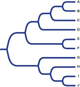 Refer to the figure.   Which groups of taxa are paraphyletic? A)  A + B + C B)  C + D + E C)  G + H + I D)  G + H + I + J E)  I + J