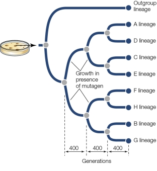 Refer to the figure.   This phylogenetic tree is based on A)  amino acid sequences of viral proteins. B)  DNA sequences of the host. C)  DNA sequences of the ancestral virus. D)  DNA sequences of just the viruses at the tips of the tree. E)  DNA sequences of viruses at the nodes of the tree.