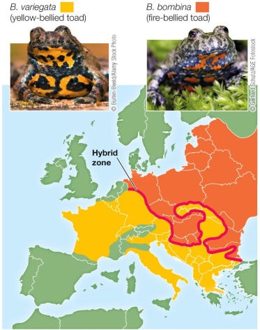 Refer to the figure.   A long, narrow hybrid zone exists in Europe between the ranges of the fire-bellied toad and the yellow-bellied toad.The persistence of this zone can be attributed to which factor? A)  Hybrid fitness is high, but reinforcement strengthens the prezygotic barriers between the two species. B)  Hybrid offspring have the same fitness as non-hybrid offspring. C)  Both species travel long distances over the course of their lives. D)  Hybrid fitness is low, but individuals from outside the hybrid zone regularly move into the hybrid zone. E)  An adaptive radiation is occurring.