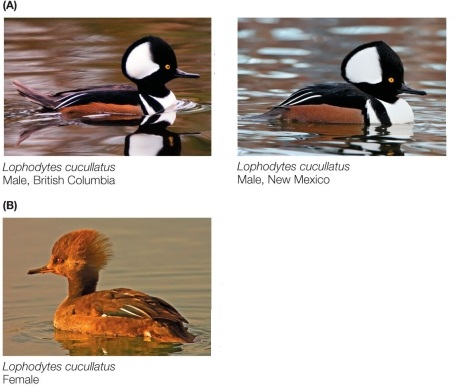 Refer to the figure showing hooded merganser ducks.   The identity of the merganser species is well-accepted, despite its sexual dimorphism.Explain what this implies for the use of morphological similarity to the biological species concept.