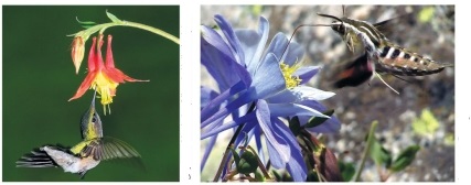 Refer to the figure.   In each of the species of columbine shown, the orientation of the flowers and the length of flower spurs are associated with a particular type of pollinator (hummingbirds or hawkmoths).Columbine flowers vary in other ways as well; for example, they differ in color, and probably in odor.What experiments could you design to determine the traits that various pollinators use to distinguish among the flowers of different columbine species?