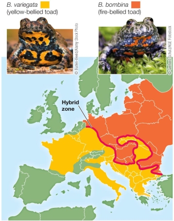 Refer to the figure   The figure shows two species, a fire-bellied toad and yellow-bellied toad, which occupy different areas of Europe.A small area of overlap between these regions constitutes a hybrid zone.If individuals from the two populations overcome prezygotic reproductive barriers, additional postzygotic barriers may prevent the formation of stable hybrids.Identify two reasons why the hybrid zone between B.bombina and B.variegata is so narrow.What would likely happen if the hybrids became somewhat more fit?