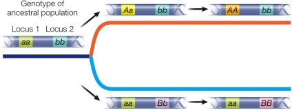 Refer to the figure showing the Dobzhansky-Muller model of the evolution of reproductive isolation.   The F1 hybrids between the species at the end of this process have reduced fitness.From this, we can conclude that A)  the combination of a single A and a single B will reduce fitness. B)  the combination of a single a and a single b will reduce fitness. C)  BB will have low fitness irrespective of the genotype at locus A. D)  individuals that are AA will have low fitness irrespective of the genotype at locus B. E)  individuals that are bb will have low fitness irrespective of the genotype at locus A.