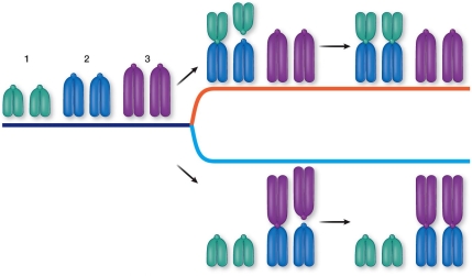 Refer to the figure showing speciation by centric fusion.   Which statement about the figure is false? A)  The ancestral population separates into two independent lineages. B)  Centric fusion between chromosomes 1 and 2 disrupts chromosome pairing during meiosis. C)  Centric fusion between chromosomes 2 and 3 does not disrupt chromosome pairing. D)  Centric fusion between chromosomes 1 and 2 and chromosomes 2 and 3 becomes fixed. E)  Normal pairing of chromosomes cannot occur in hybrids.