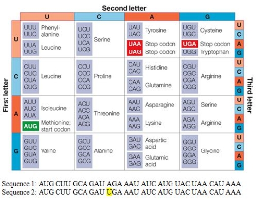 Refer to the table and sequences.   According to the genetic code, the nucleotide substitution in the highlighted position of sequence 2 is a _______ nucleotide substitution. A)  nondeleterious B)  synonymous C)  silent D)  missense E)  nonsense