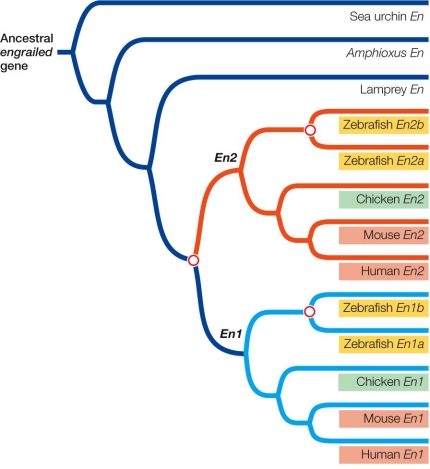 Refer to the figure, which shows a phylogenetic tree of the engrailed gene family.   Which gene is the most closely related ortholog of human En1? A)  Zebrafish En1a B)  Chicken En1 C)  Lamprey En D)  Chicken En2 E)  Mouse En1